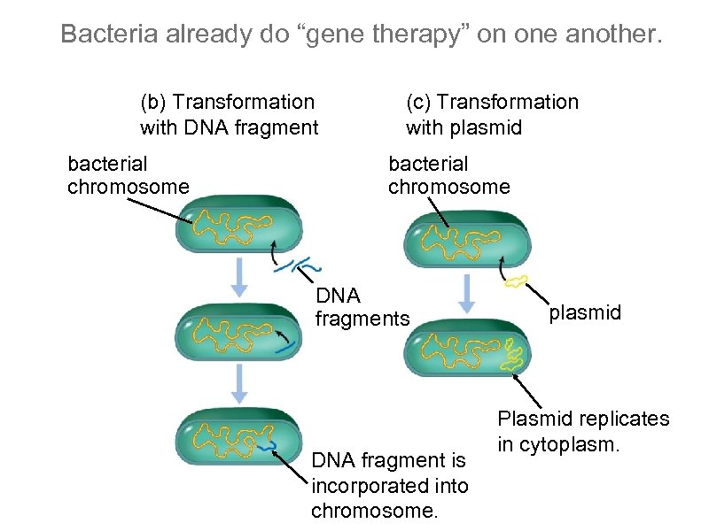 Bacteria already do “gene therapy” on one another. (b) Transformation with DNA fragment bacterial