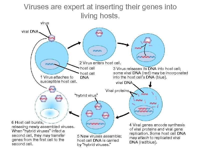 Viruses are expert at inserting their genes into living hosts. virus viral DNA 2