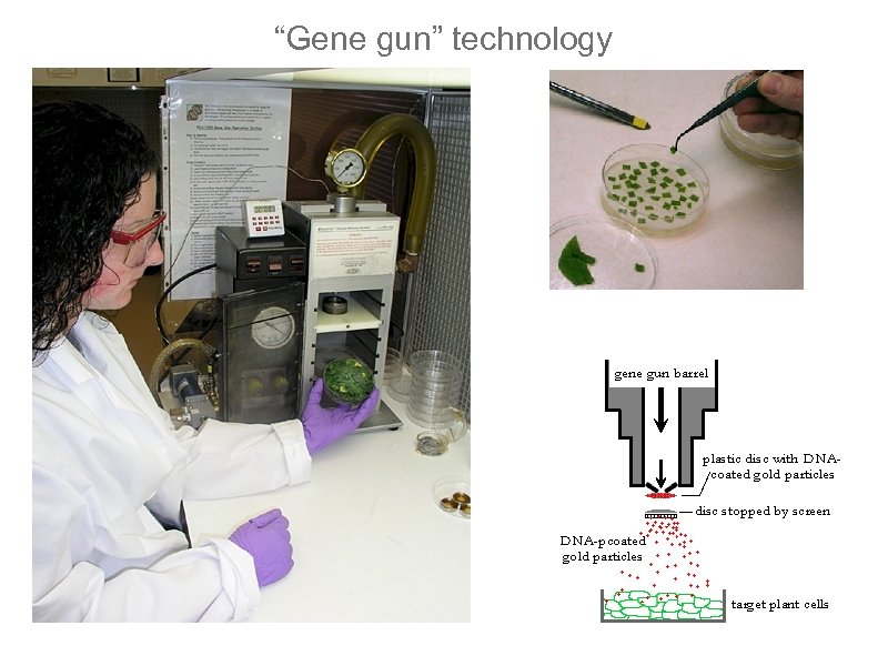 “Gene gun” technology 