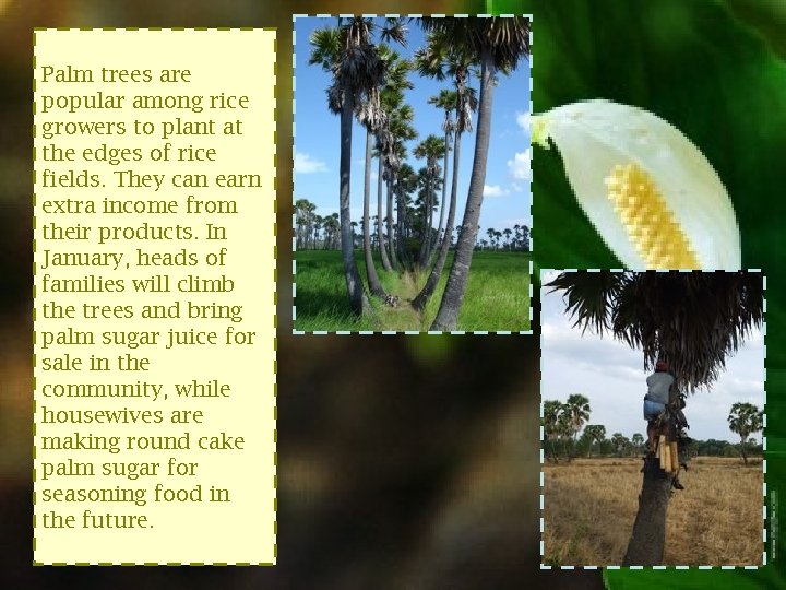 Palm trees are popular among rice growers to plant at the edges of rice