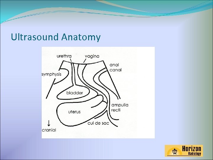 Ultrasound Anatomy 