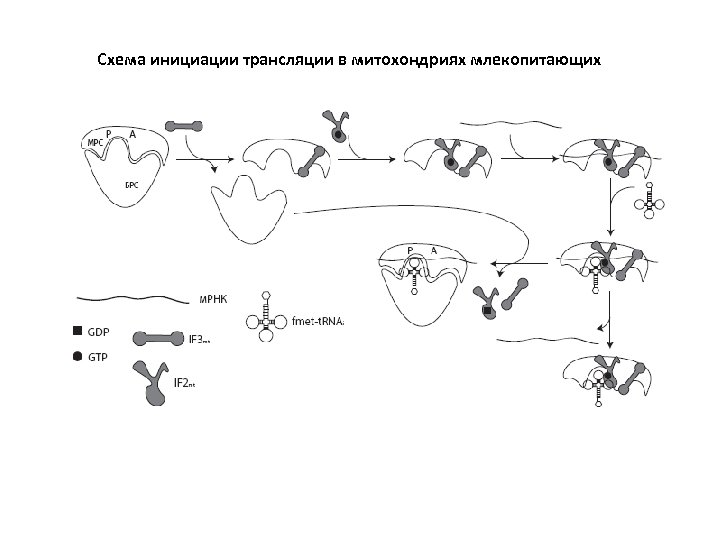 Схема инициации трансляции в митохондриях млекопитающих 