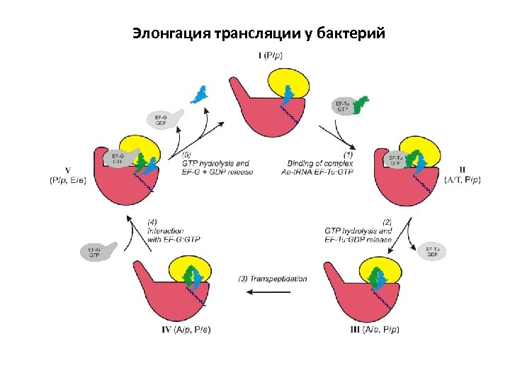 Элонгация трансляции у бактерий 