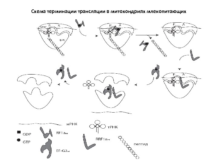 Схема терминации трансляции в митохондриях млекопитающих 