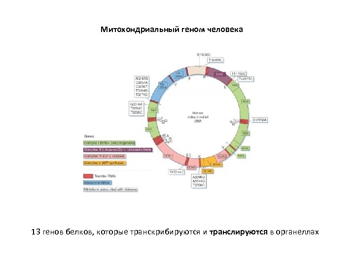 Митохондриальный геном человека 13 генов белков, которые транскрибируются и транслируются в органеллах 