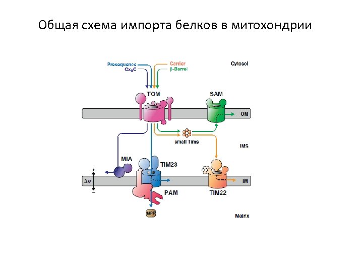 Общая схема импорта белков в митохондрии 