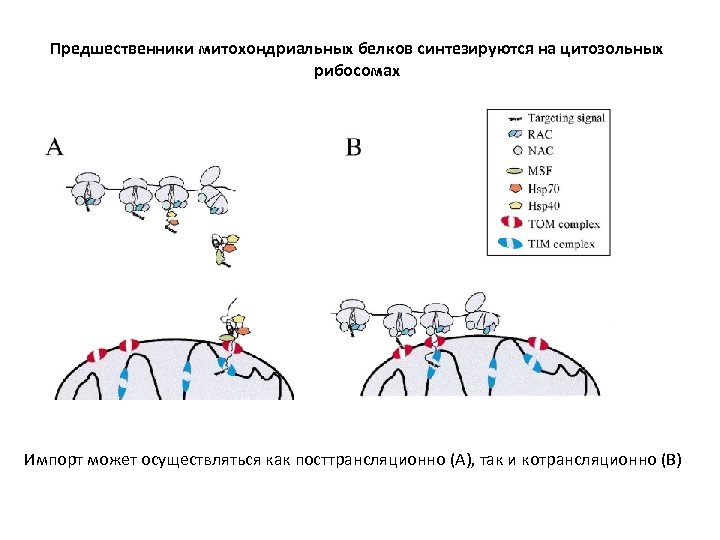 Предшественники митохондриальных белков синтезируются на цитозольных рибосомах Импорт может осуществляться как посттрансляционно (А), так