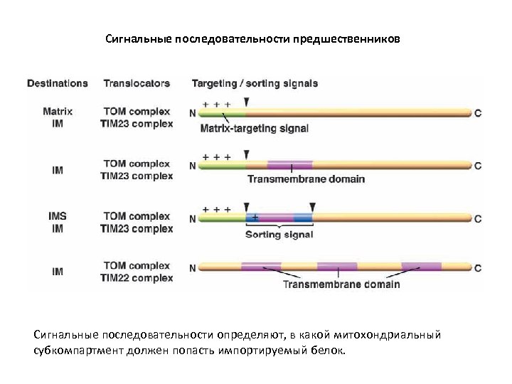 Сигнальные последовательности предшественников Сигнальные последовательности определяют, в какой митохондриальный субкомпартмент должен попасть импортируемый белок.