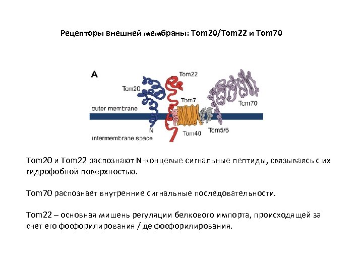 Рецепторы внешней мембраны: Tom 20/Tom 22 и Tom 70 Tom 20 и Tom 22