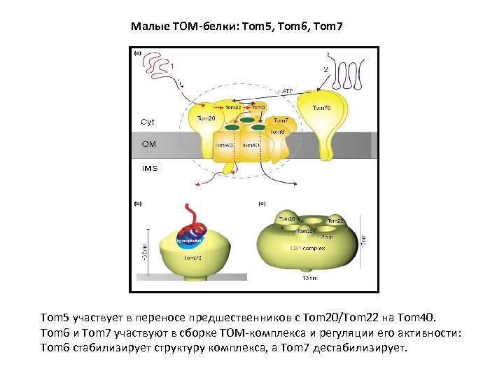 Малые TOM-белки: Tom 5, Tom 6, Tom 7 Tom 5 участвует в переносе предшественников