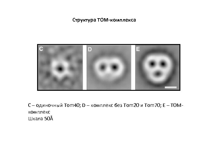 Структура TOM-комплекса С – одиночный Tom 40; D – комплекс без Tom 20 и