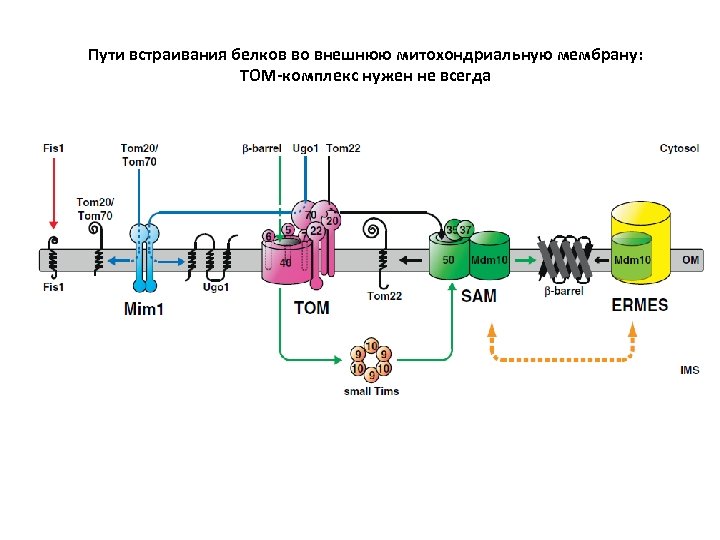 Пути встраивания белков во внешнюю митохондриальную мембрану: TOM-комплекс нужен не всегда 