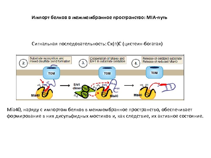 Импорт белков в межмембранное пространство: MIA-путь Сигнальная последовательность: Сх(n)C (цистеин-богатая) Mia 40, наряду с