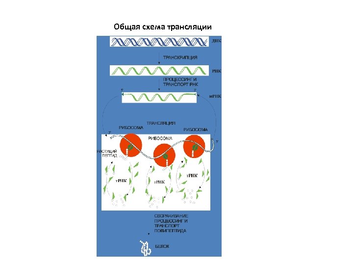 Общая схема трансляции 