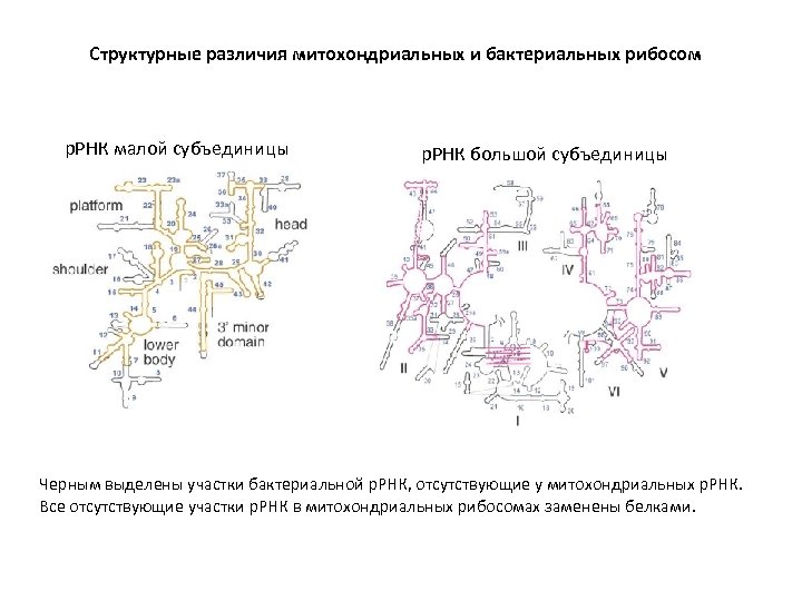 Структурные различия митохондриальных и бактериальных рибосом р. РНК малой субъединицы р. РНК большой субъединицы