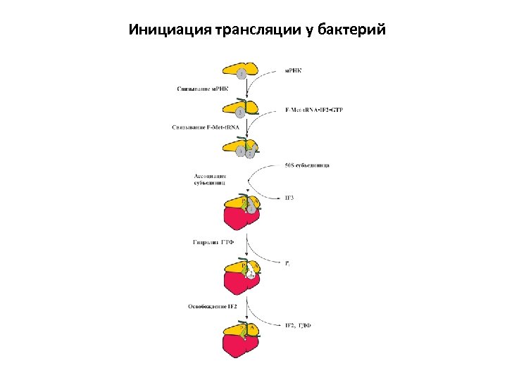 Инициация трансляции у бактерий 