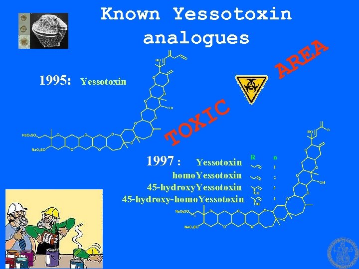Known Yessotoxin analogues 1995: A RE A Yessotoxin T 1997 : X O C