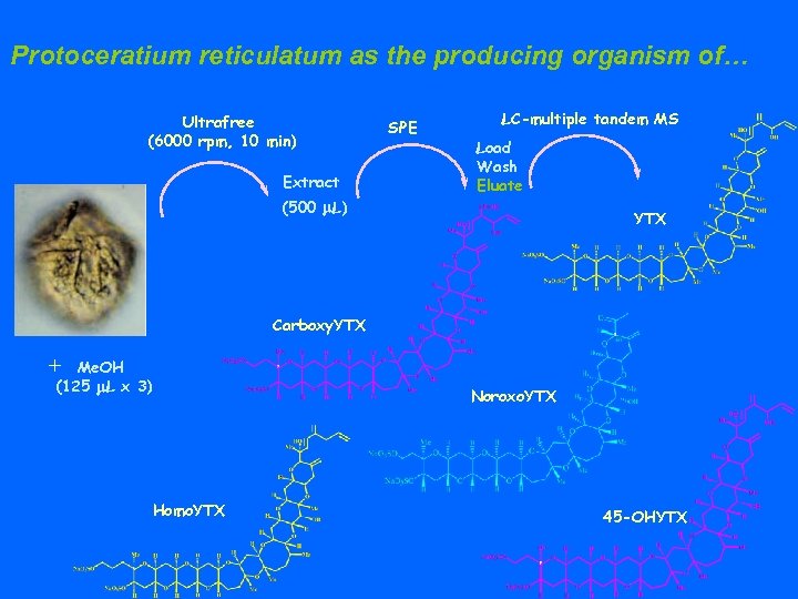 Protoceratium reticulatum as the producing organism of… Ultrafree (6000 rpm, 10 min) Extract SPE