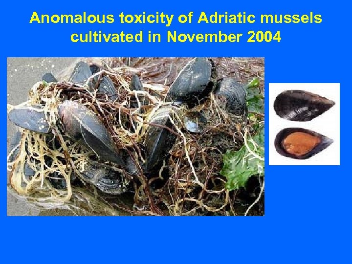 Anomalous toxicity of Adriatic mussels cultivated in November 2004 