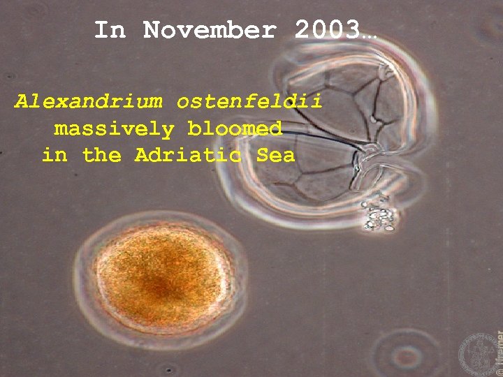 In November 2003… Alexandrium ostenfeldii massively bloomed in the Adriatic Sea 