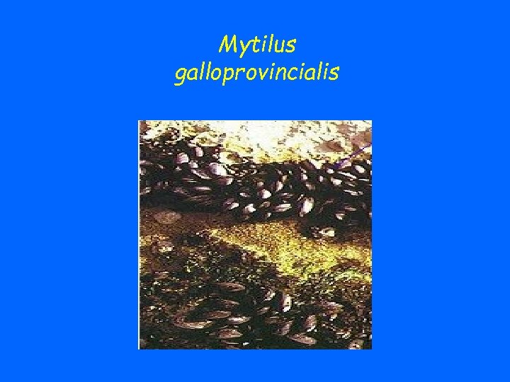 Mytilus galloprovincialis 