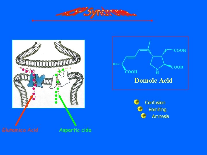 Domoic Acid Confusion Vomiting Amnesia Glutamico Acid Aspartic cido 