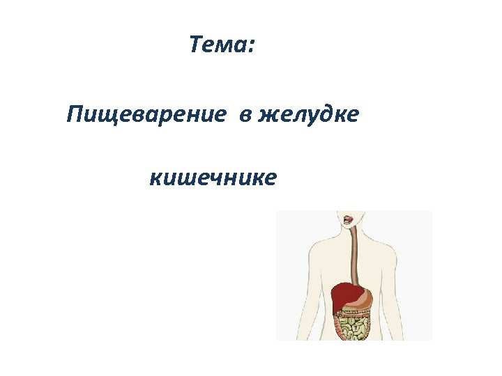 Тема: Пищеварение в желудке кишечнике 