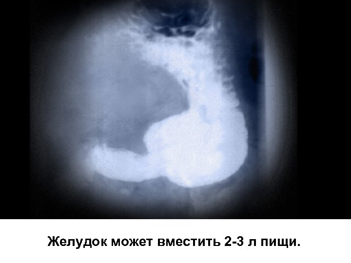 Желудок может вместить 2 -3 л пищи. 