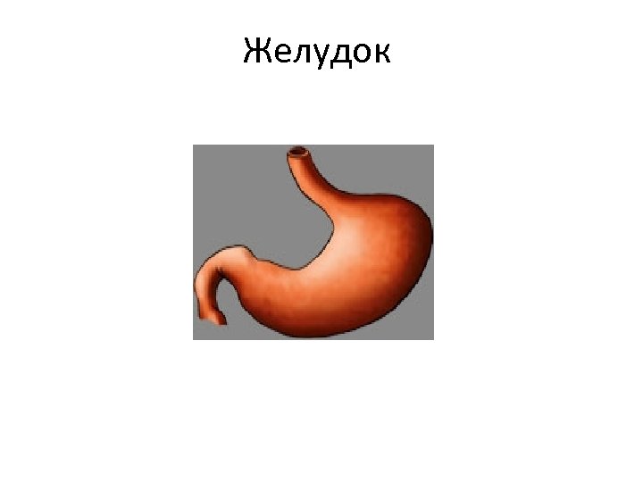 Желудок 