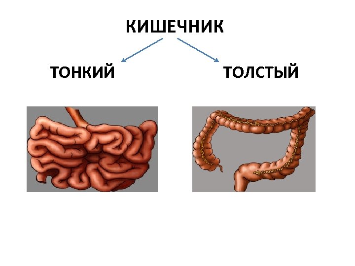 КИШЕЧНИК ТОНКИЙ ТОЛСТЫЙ 