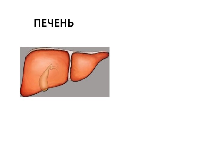 ПЕЧЕНЬ 