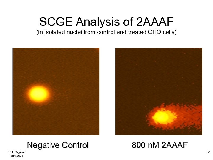 SCGE Analysis of 2 AAAF (in isolated nuclei from control and treated CHO cells)