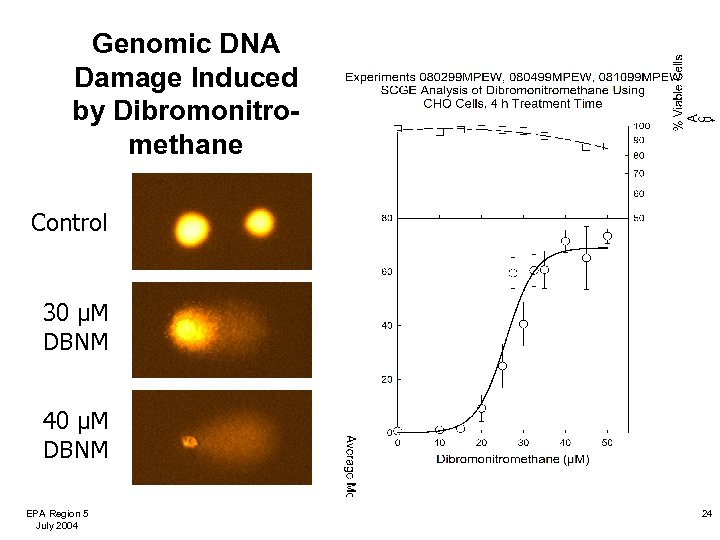 Genomic DNA Damage Induced by Dibromonitromethane Control 30 µM DBNM 40 µM DBNM EPA
