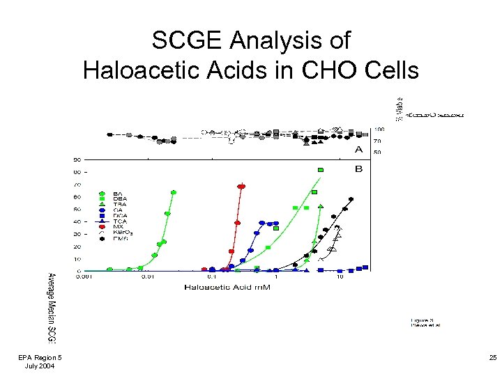 SCGE Analysis of Haloacetic Acids in CHO Cells EPA Region 5 July 2004 25