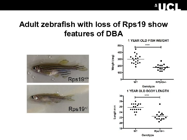 Adult zebrafish with loss of Rps 19 show features of DBA 