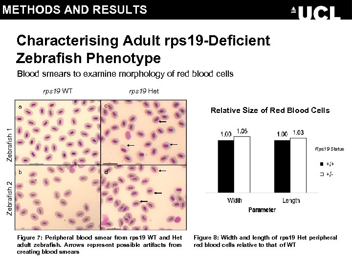 METHODS AND RESULTS Characterising Adult rps 19 -Deficient Zebrafish Phenotype Blood smears to examine