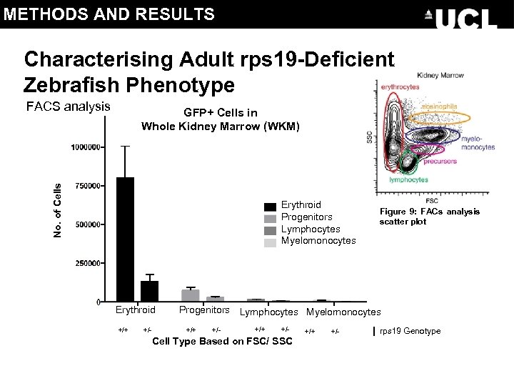 METHODS AND RESULTS Characterising Adult rps 19 -Deficient Zebrafish Phenotype FACS analysis No. of