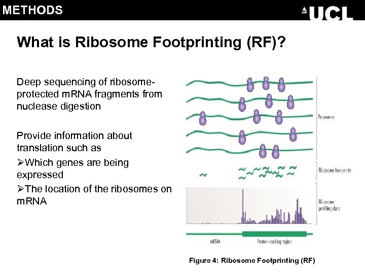 METHODS What is Ribosome Footprinting (RF)? Deep sequencing of ribosomeprotected m. RNA fragments from