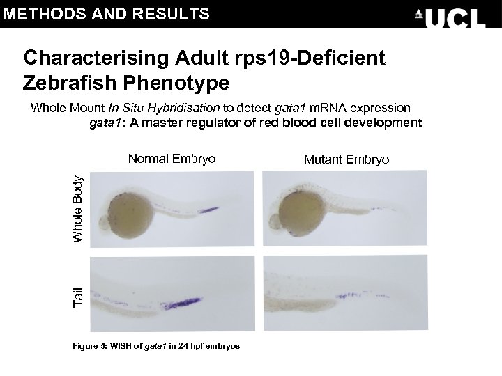 METHODS AND RESULTS Characterising Adult rps 19 -Deficient Zebrafish Phenotype Whole Mount In Situ