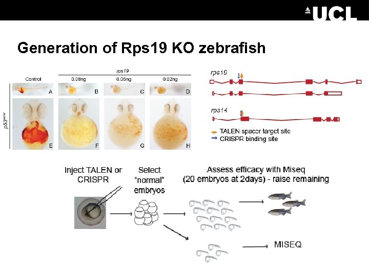 Generation of Rps 19 KO zebrafish 