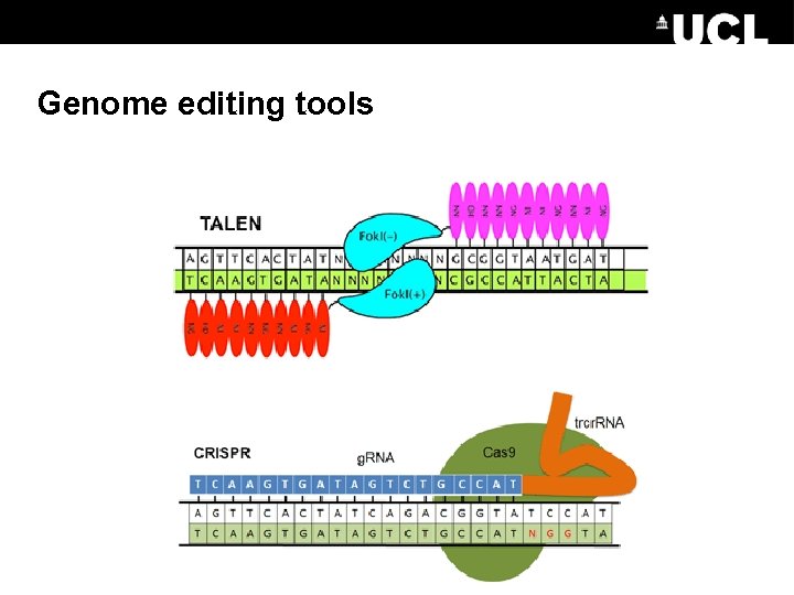 Genome editing tools 