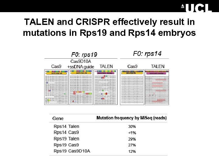 TALEN and CRISPR effectively result in mutations in Rps 19 and Rps 14 embryos