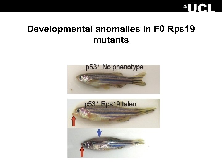 Developmental anomalies in F 0 Rps 19 mutants 