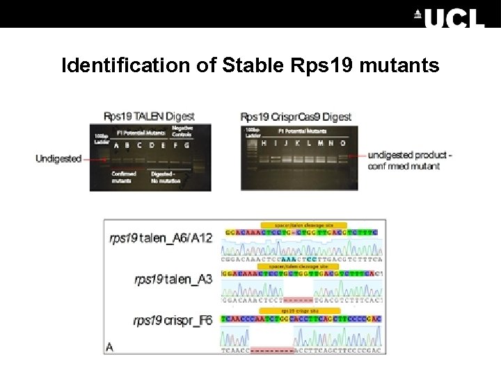 Identification of Stable Rps 19 mutants 