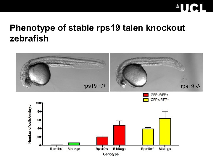 Phenotype of stable rps 19 talen knockout zebrafish rps 19 +/+ rps 19 -/-