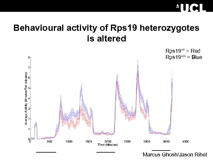 Behavioural activity of Rps 19 heterozygotes is altered Rps 19+/- = Red Rps 19+/+