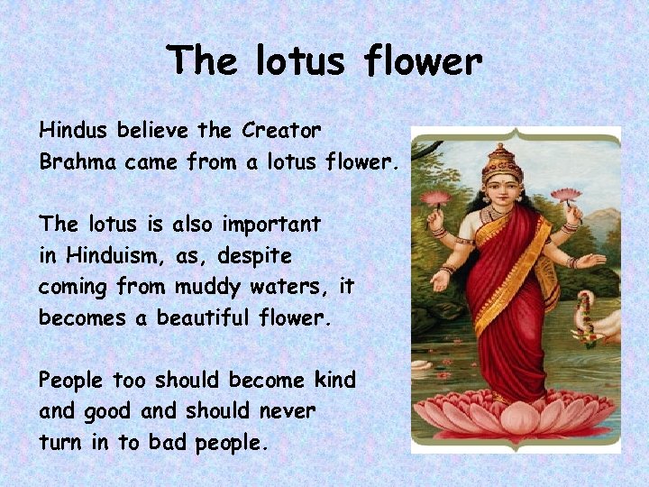 The lotus flower Hindus believe the Creator Brahma came from a lotus flower. The