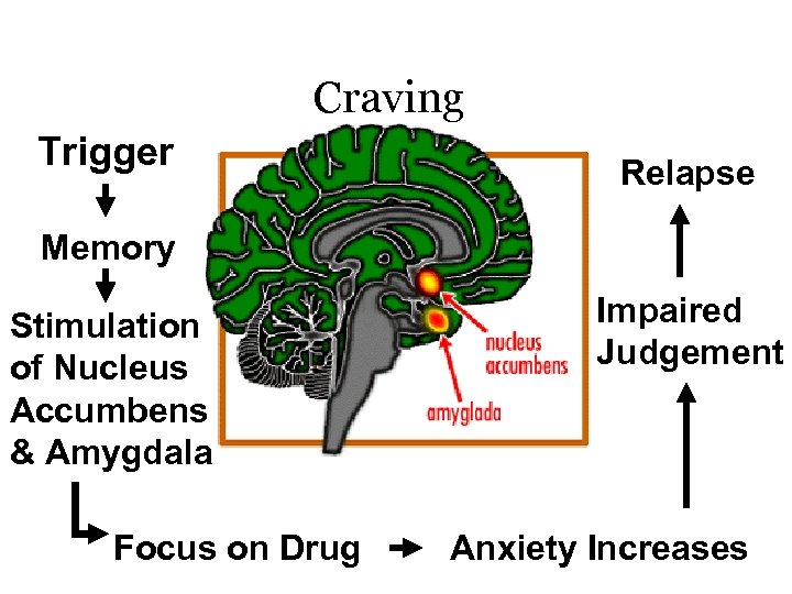 Craving Trigger Relapse Memory Stimulation of Nucleus Accumbens & Amygdala Focus on Drug Impaired