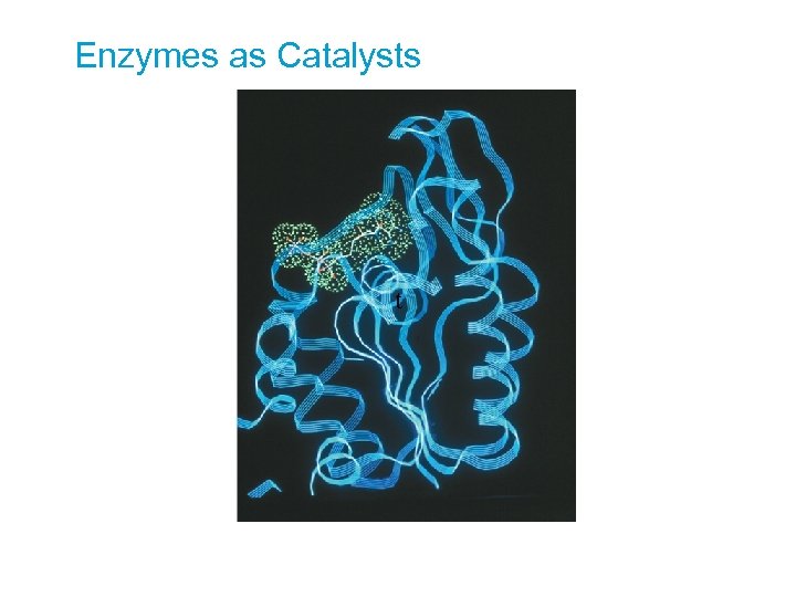 Enzymes as Catalysts t 