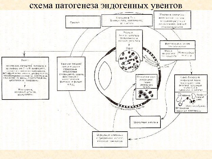 Схема патогенеза полиомиелита